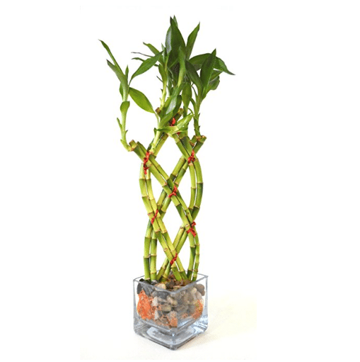 lucky feng shui bamboo plant remedy for health